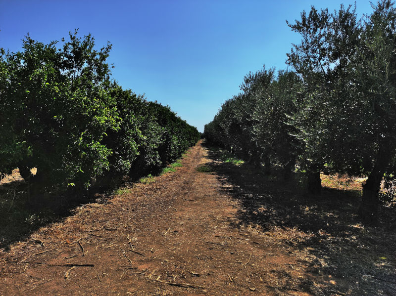 Agrumi Olio EVO - Azienda Agricola Nicolini Giuseppe