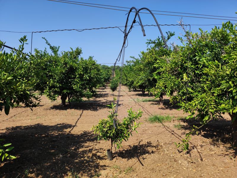 Miglioramento Agrario - Azienda Agricola Nicolini Giuseppe