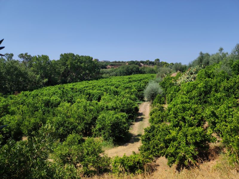 Palagiano Palagianello Taranto - Azienda Agricola Nicolini Giuseppe