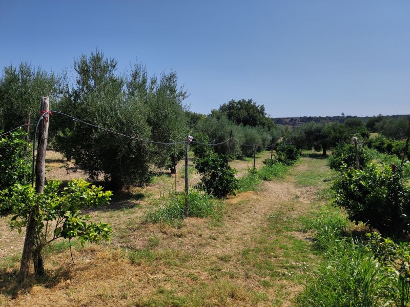 Ulivi Olio Extravergine di Oliva - Azienda Agricola Nicolini Giuseppe